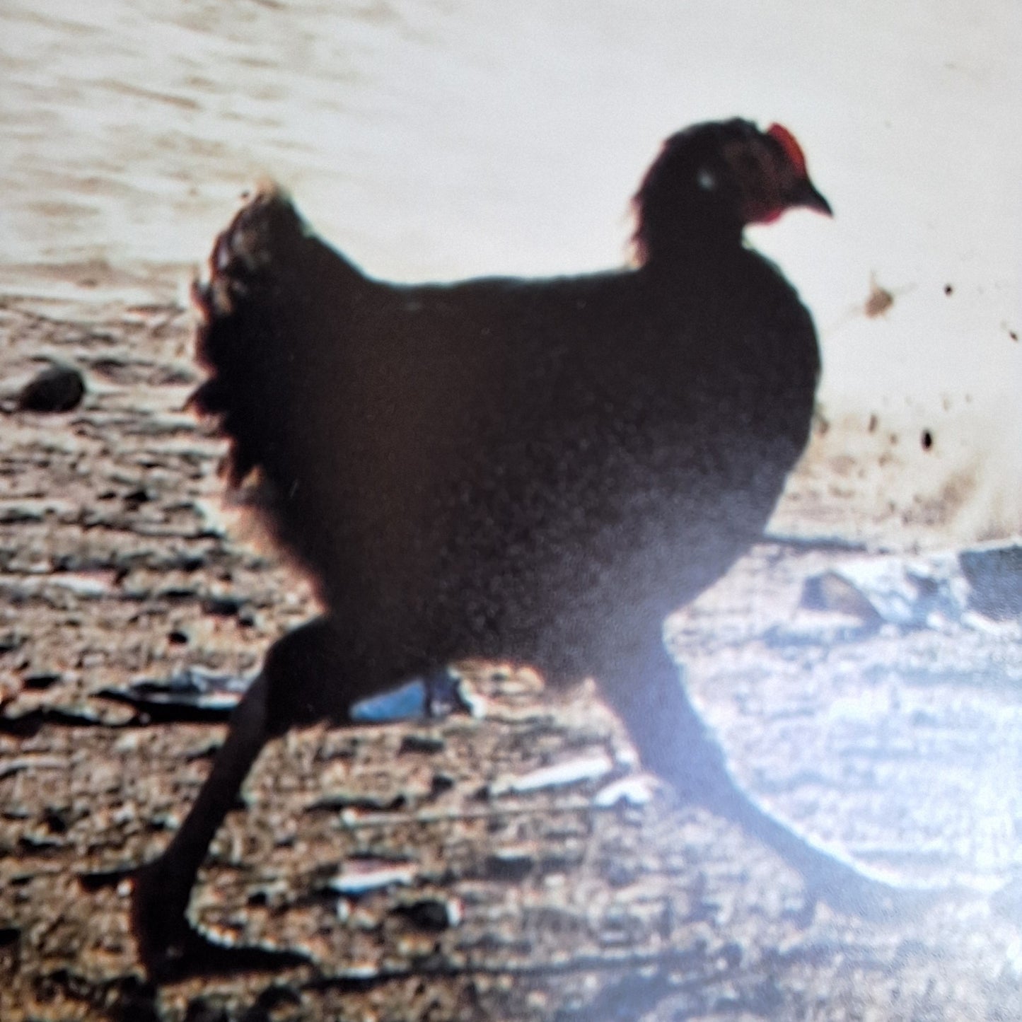 NP008-zoom.jpg