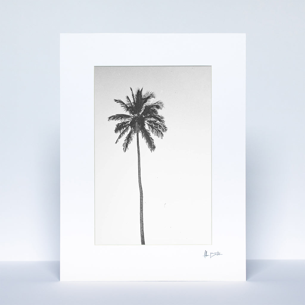 Black and White Palm Tree Print | Brazil