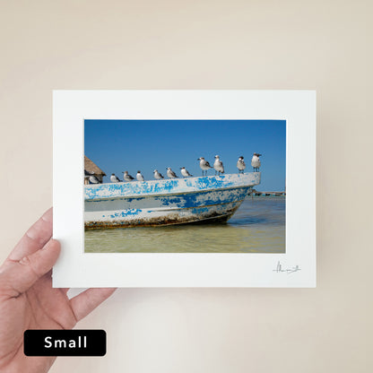 Holbox Seagulls Print | Mexico