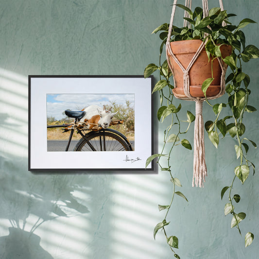 Goat on a Bicycle Print | Zambia