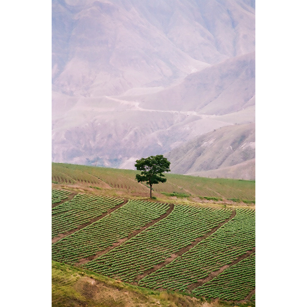 Tree Print | Ecuador