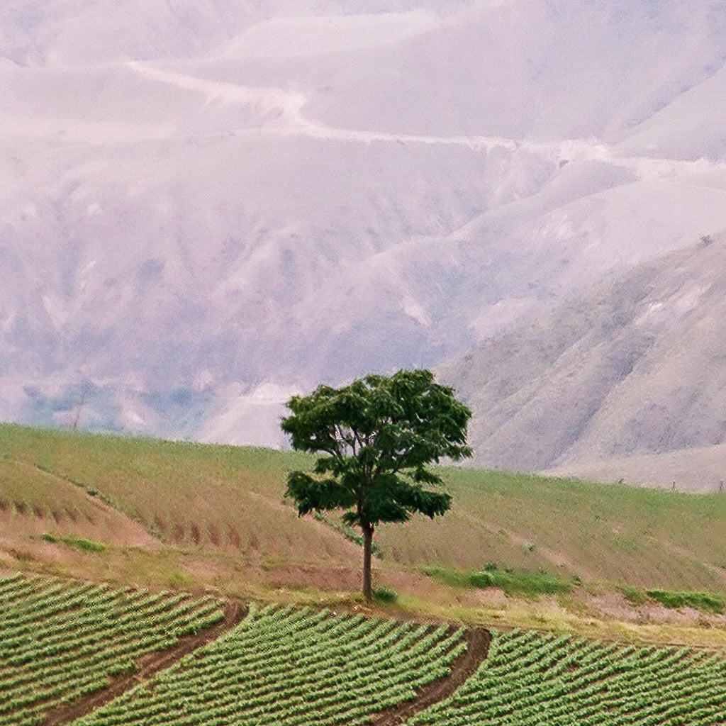 Tree Print | Ecuador