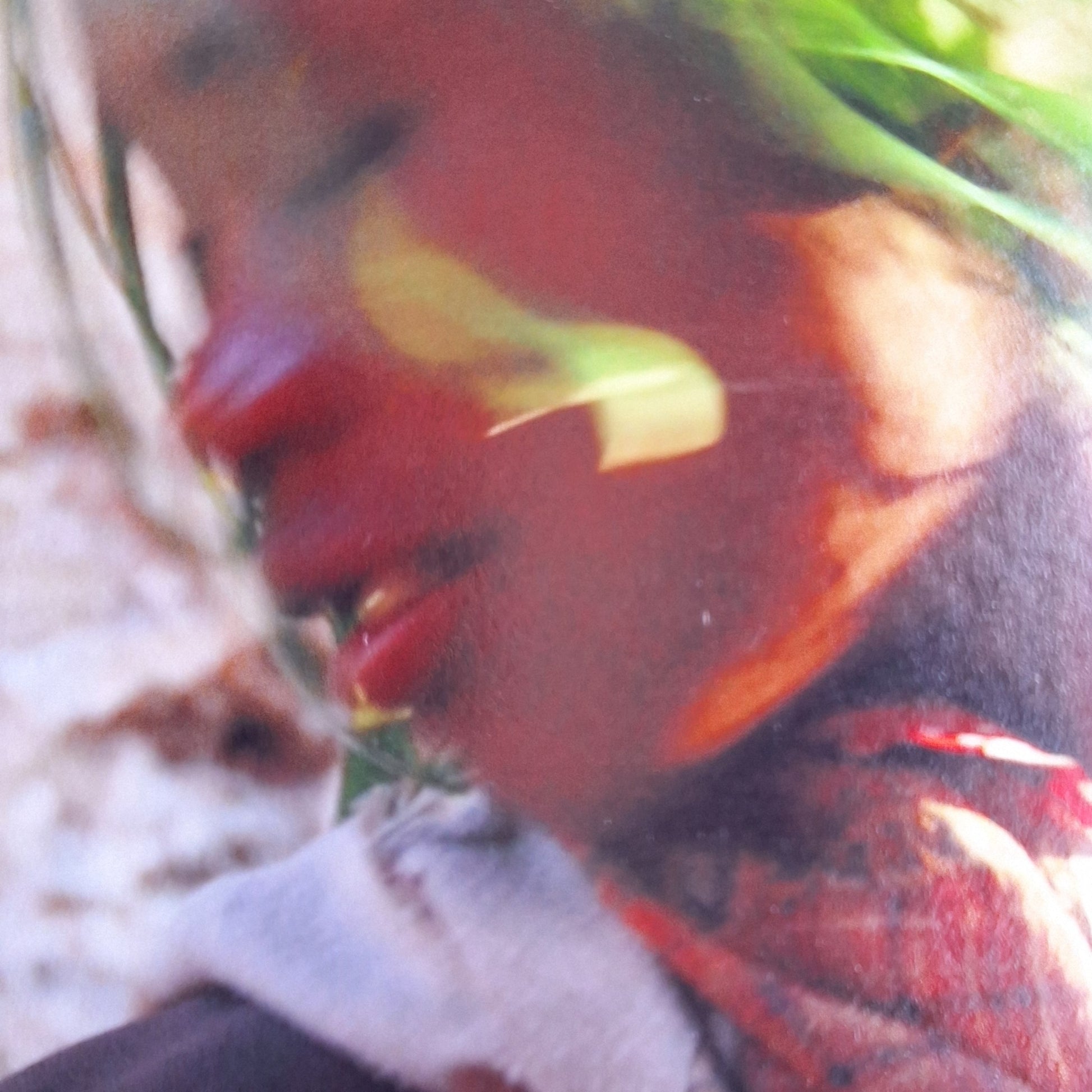 NP068-zoom.jpg