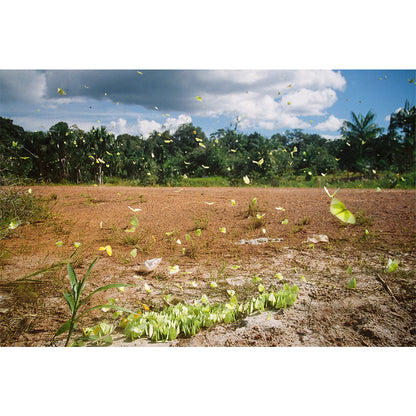 Amazon Butterflies Print | Brazil