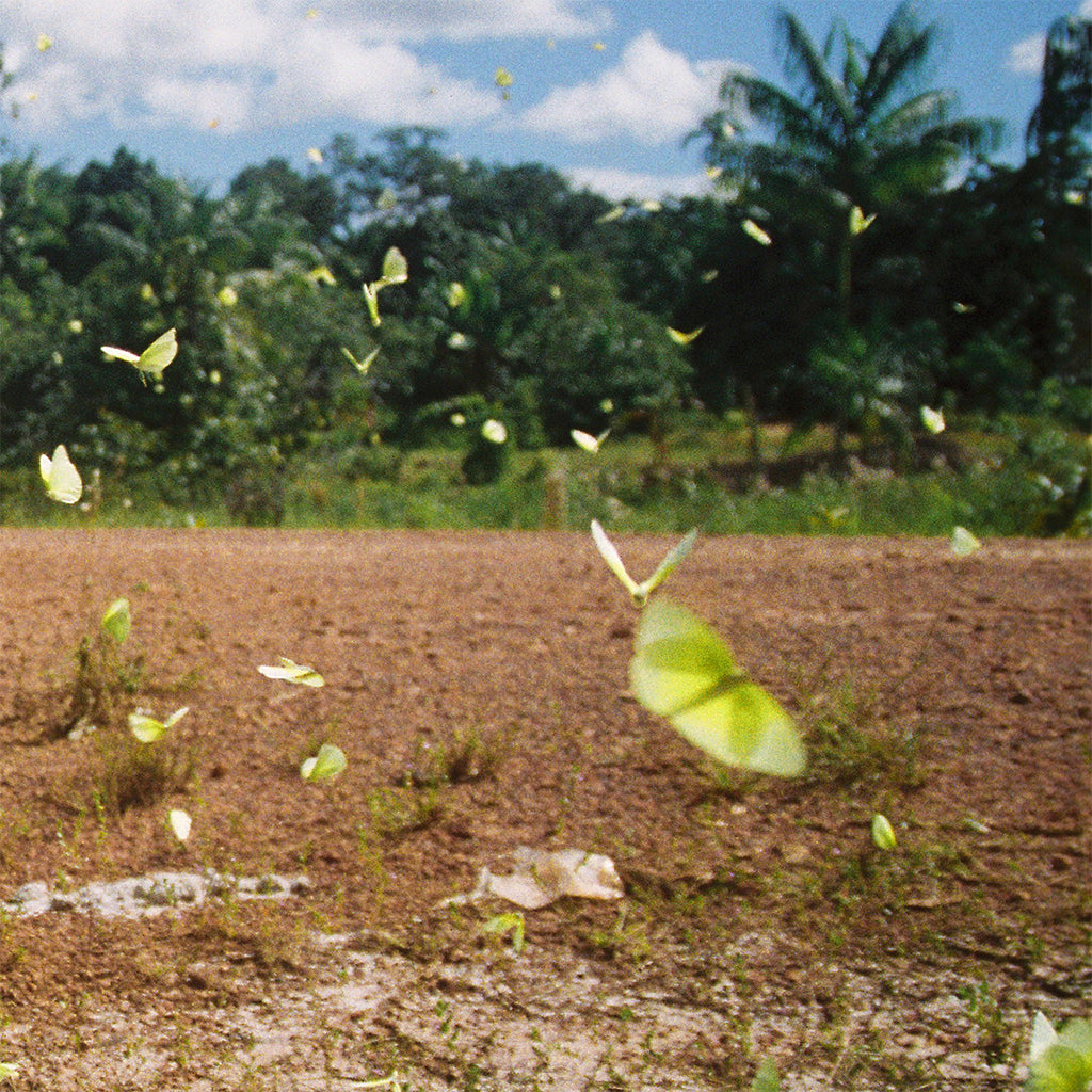 Amazon Butterflies Print | Brazil