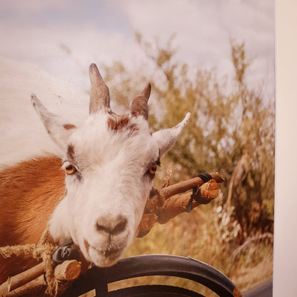 Goat on a Bicycle Print | Zambia