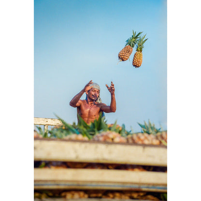 "Catch!" Pineapples Print | Brazil