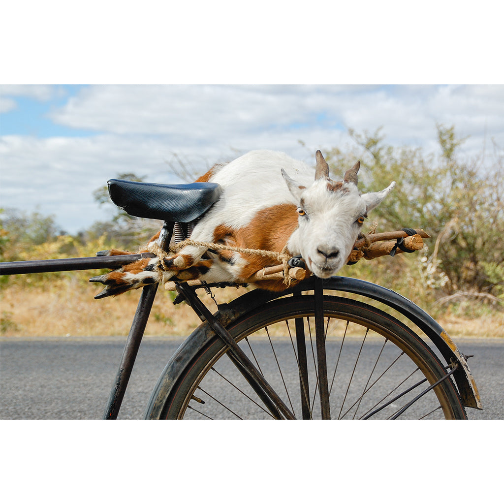 Goat on a Bicycle Print | Zambia