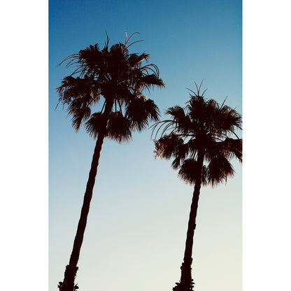 Barcelona Palms Print | Spain