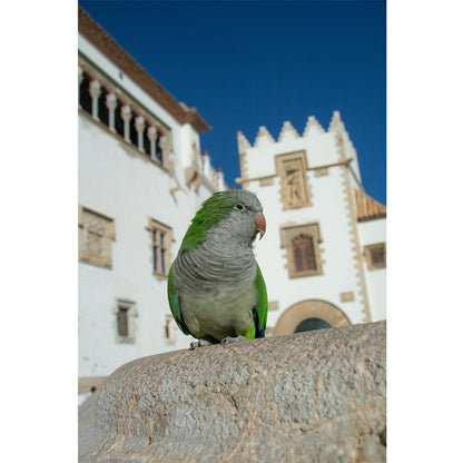 Sitges Parrot Print | Spain