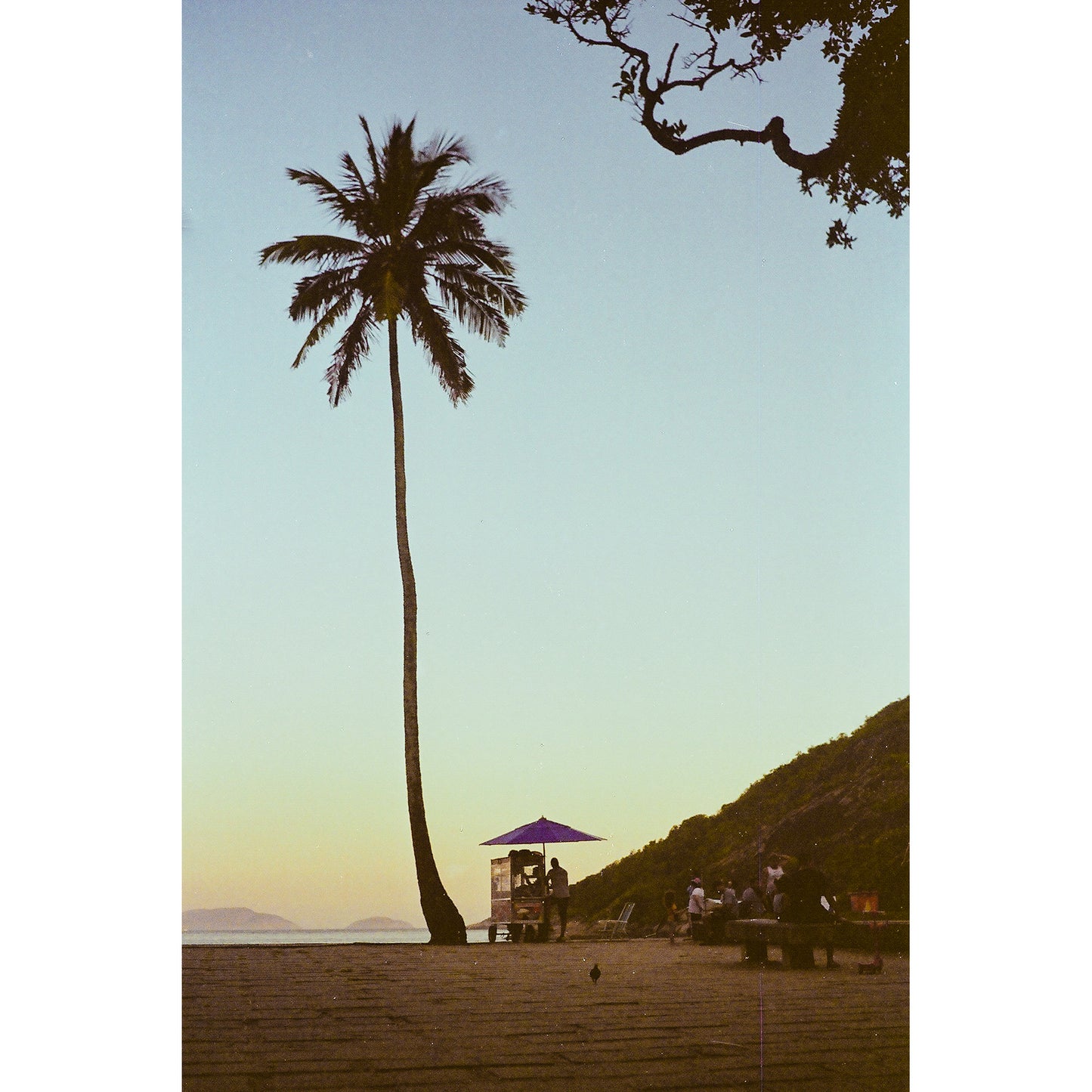 Rio de Janeiro Palm Tree Print | Brazil