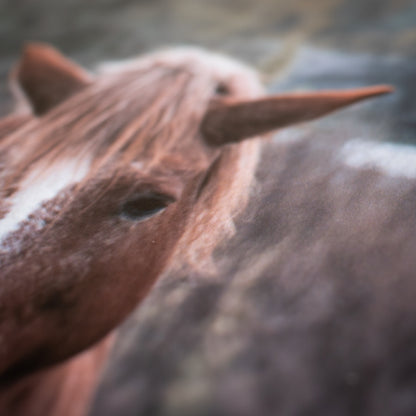 Horse Print | Ukraine