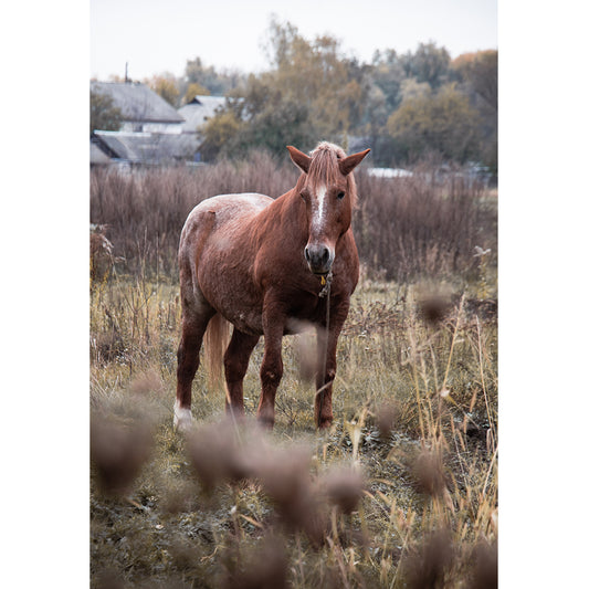 Horse Print | Ukraine