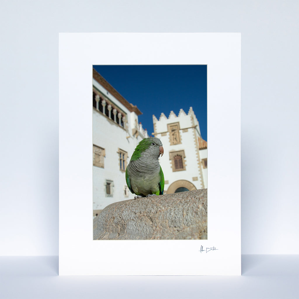 Sitges Parrot Print | Spain