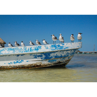 Holbox Seagulls Print | Mexico