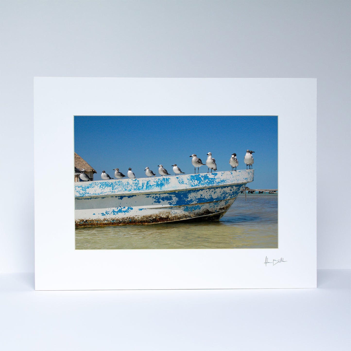 Holbox Seagulls Print | Mexico